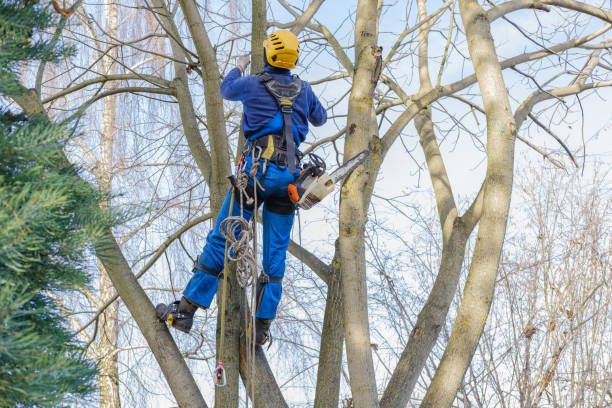 Best Tree Mulching  in Saw Creek, PA