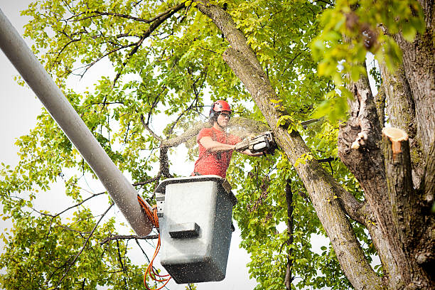 Best Tree Disease Treatment  in Saw Creek, PA