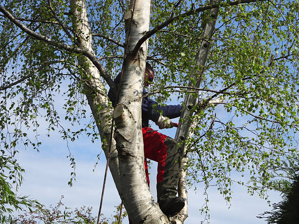 Best Tree Removal  in Saw Creek, PA